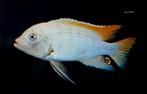 gresahkei malawi cichlid 10cm te koop, Vis, Zoetwatervis