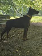 Doberman pincher 5 jaar oud, baasje gezocht, Dieren en Toebehoren, Rabiës (hondsdolheid), Teef, Groot, Eén hond