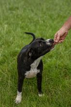 Superlief american xl bully teefje zoekt gouden mandje, Dieren en Toebehoren, Rabiës (hondsdolheid), 15 weken tot 1 jaar, Overige rassen