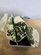 Alocasia melo albo variegata, Huis en Inrichting, Kamerplanten, Ophalen of Verzenden, Overige soorten, Halfschaduw, Minder dan 100 cm