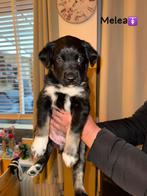 Lieve Labrador x Friese stabij pups te koop!, Parvo, 8 tot 15 weken, Meerdere, Meerdere dieren