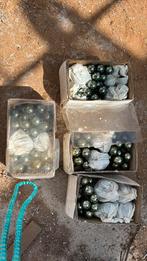 Bloem plant kerst opslag mandjes potjes decoratie opruiming, Diversen, Kerst, Ophalen of Verzenden, Zo goed als nieuw