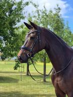Zeer betrouwbare merrie!, Dieren en Toebehoren, Paarden, Merrie, Dressuurpaard