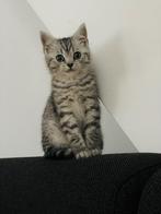 Britste korthaar kittens (september ‘25), Dieren en Toebehoren, Meerdere dieren, 0 tot 2 jaar