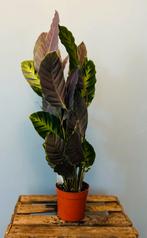 Calathea, Overige soorten, In pot, Minder dan 100 cm, Groene kamerplant