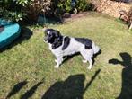 Dekreu stabij, Dieren en Toebehoren, Honden | Dekreuen, Reu, Eén hond, 3 tot 5 jaar, Nederland