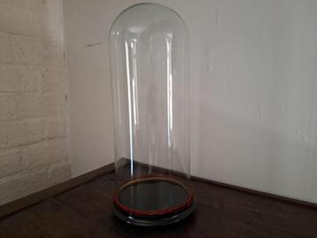 Oude stijlvolle & siervolle antieke stolp met zeer dun glas beschikbaar voor biedingen