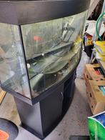 compleet juwelvision260 liter aqaurium te koop aangeboden, Dieren en Toebehoren, Gebruikt, Ophalen, Leeg aquarium
