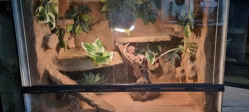 Terrarium 60x40x40, Dieren en Toebehoren, Reptielen en Amfibieën | Toebehoren, Zo goed als nieuw, Terrarium of Paludarium, Ophalen