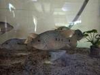 Chichliden herichthys carpinte carpintis en salvini, Dieren en Toebehoren, Vis