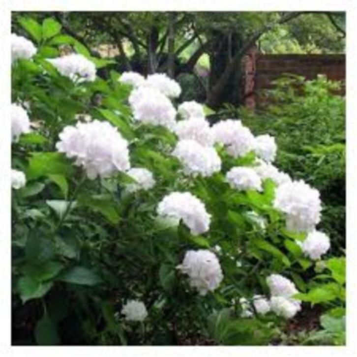 Hydrangea 'Soeur Thérèse' – Puur wit met een blauwe twist, Tuin en Terras, Planten | Tuinplanten, Overige soorten, Halfschaduw