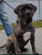 Prachtige presa canario reu 10 maand, Dieren en Toebehoren, Rabiës (hondsdolheid), 1 tot 2 jaar, Eén hond, Nederland