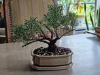 Rozemarijn bonsai (Rosmarinus officinalis prostatus), Ophalen, Vaste plant, Halfschaduw, Kruiden