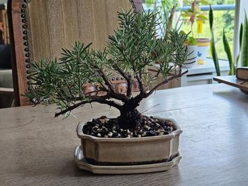 Rozemarijn bonsai (Rosmarinus officinalis prostatus) beschikbaar voor biedingen