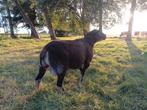 Swifter dassenkop  dekram, Dieren en Toebehoren, Schapen, Geiten en Varkens, Mannelijk, Schaap