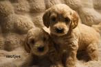 Medium kruising tibetaanse terrier x labradoodle pups., Nederland, Overige rassen, 8 tot 15 weken, CDV (hondenziekte)