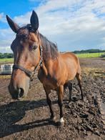 Lief en goed huisje gezocht voor mijn grote vriend, Dieren en Toebehoren, Paarden, Ruin, Recreatiepaard