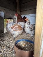 Cochin porselein kriel haantjes, Dieren en Toebehoren, Pluimvee, Mannelijk, Kip