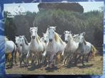 Paarden Puzzel 1500 Stukjes, Ophalen, 500 t/m 1500 stukjes, Gebruikt, Legpuzzel