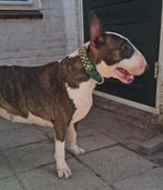 Bull terrier met FCI stamboom, 1 tot 2 jaar, Teef, Eén hond, Parvo