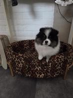 Pomperiaan pup/dwergkees te koop, Dieren en Toebehoren, Keeshond, Reu, 8 tot 15 weken, Eén hond