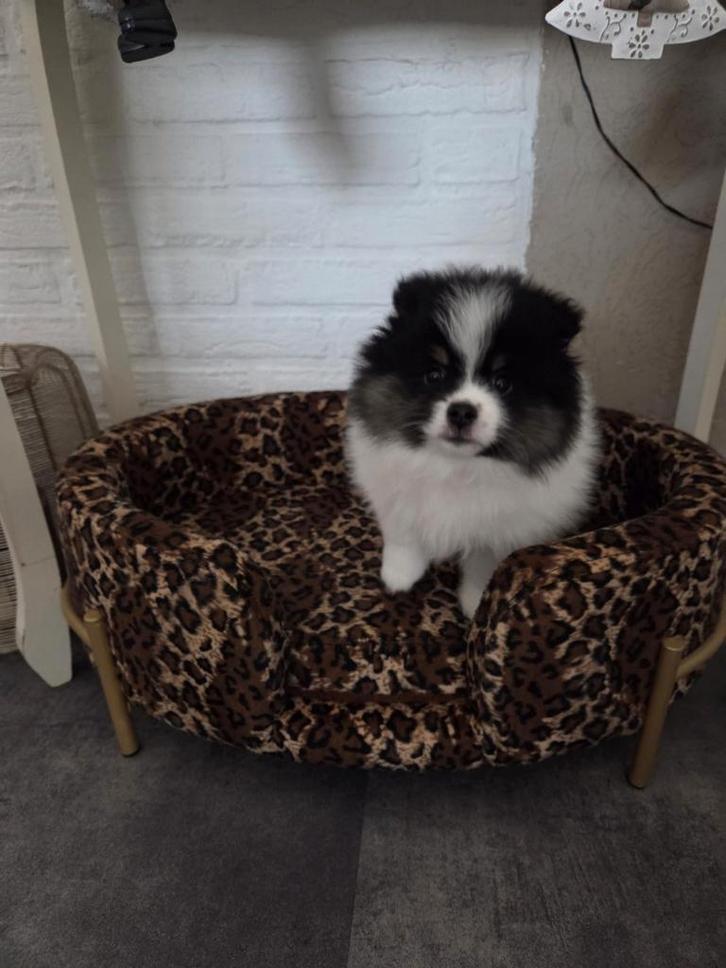 Pomperiaan pup/dwergkees te koop, Dieren en Toebehoren, Honden | Poolhonden, Keeshonden en Oertypen, Reu, Keeshond, Fokker | Hobbymatig