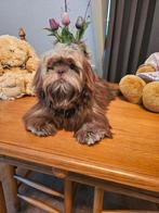 Shihi tzu, Dieren en Toebehoren, Rabiës (hondsdolheid), 15 weken tot 1 jaar, Overige rassen, Teef