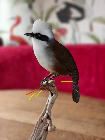 Vogels gezocht  beschikbaar voor biedingen