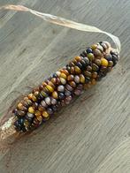 Zaden glass gem mais (biologisch!), Ophalen of Verzenden, Volle zon