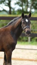 Zeer aansprekend hengstveulen van Sarai L, Hengst, Dressuurpaard, Ontwormd, 0 tot 2 jaar