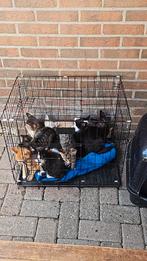 Kittens