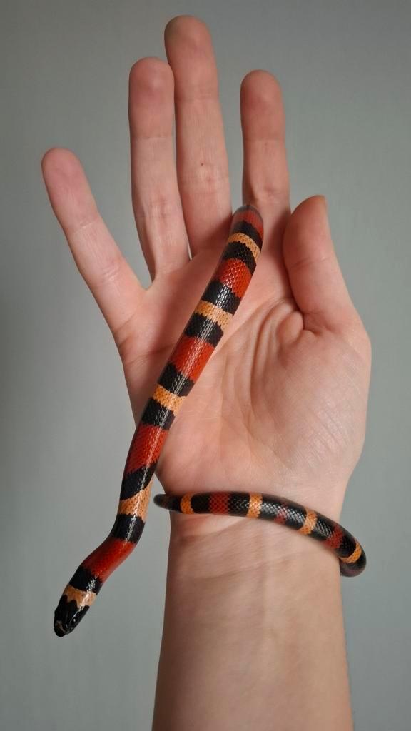 Lampropeltis triangulum hondurensis 0.1, Dieren en Toebehoren, Reptielen en Amfibieën, Slang, 0 tot 2 jaar, Tam