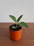 vintage mother of thousands mini stekjes kamerplant, Huis en Inrichting, Kamerplanten, Ophalen of Verzenden, Halfschaduw, Minder dan 100 cm