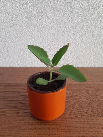 vintage mother of thousands mini stekjes kamerplant beschikbaar voor biedingen