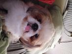 Shih tzu dekreu 100% ras, Dieren en Toebehoren, Honden | Dekreuen, Rabiës (hondsdolheid), Reu, 1 tot 2 jaar, Eén hond