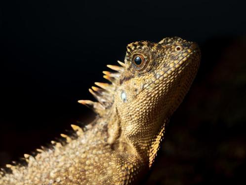 25 x Stekelnekagaam / Acanthosaura Capra, Dieren en Toebehoren, Reptielen en Amfibieën, Hagedis, Tam