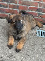 Duitse herder pup, Dieren en Toebehoren, Teef, Eén hond, Herder, Nederland