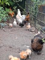 Zijdehoen kriel kuikens, Dieren en Toebehoren, Pluimvee, Geslacht onbekend, Kip