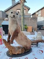 Boommarter opgezet, Verzamelen, Dierenverzamelingen, Ophalen of Verzenden, Gebruikt, Opgezet dier