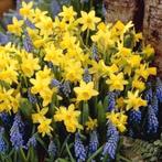 Narcissen bollen  100 stuks 10 euro, Ophalen of Verzenden, Voorjaar, Volle zon