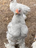 Jonge Brahma haan, Dieren en Toebehoren, Pluimvee, Mannelijk, Kip