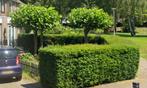 Dakplantanen, Tuin en Terras, Planten | Bomen, Ophalen, Dakboom