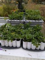 Aardbei plantjes, Ophalen of Verzenden, Tweejarig, Groenteplanten, Volle zon