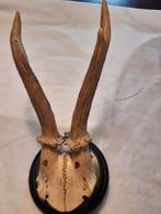 Antiek hertengeweitje 1898 op rond hout, Antiek en Kunst, Curiosa en Brocante, Ophalen of Verzenden