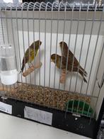 Bruin geel kanarie mannen 2025, Mannelijk, Kleurkanarie