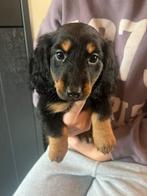 Langharige teckel puppy’s, Dieren en Toebehoren, Standaard, Rabiës (hondsdolheid), 8 tot 15 weken, Langhaar