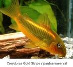 Corydoras gold stripes (jonkies), Dieren en Toebehoren, Vissen | Aquariumvissen, Vis