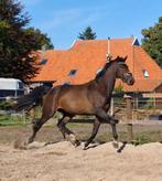 3,5 jarige ruin Lord Diamond x Gotcha-Utopia, Gechipt, Ruin, Dressuurpaard, Onbeleerd