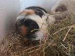 Cuy 3kleur cavia beer gekruind uit Belgische lijnen, Dieren en Toebehoren, Knaagdieren, Cavia, Augustus, Mannelijk, Tam