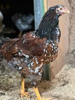 Wyandotte haan rood porselein groot ras, Mannelijk, Kip
